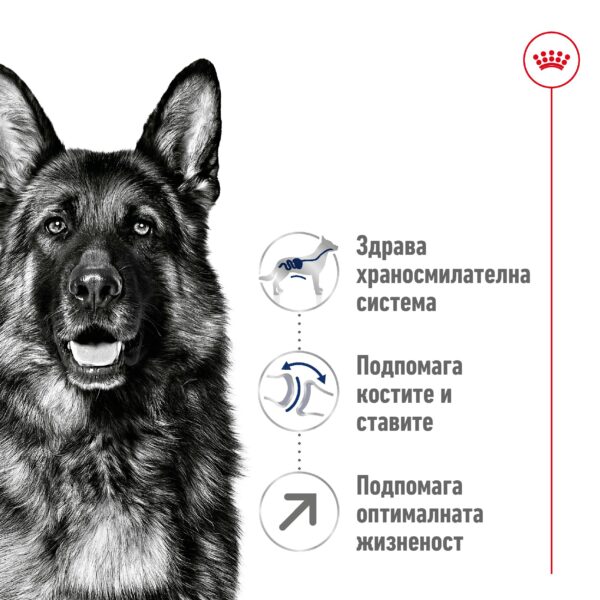 Royal Canin - Royal Canin Maxi Adult 5+ – храна за кучета от големи породи над 5 години – 15кг