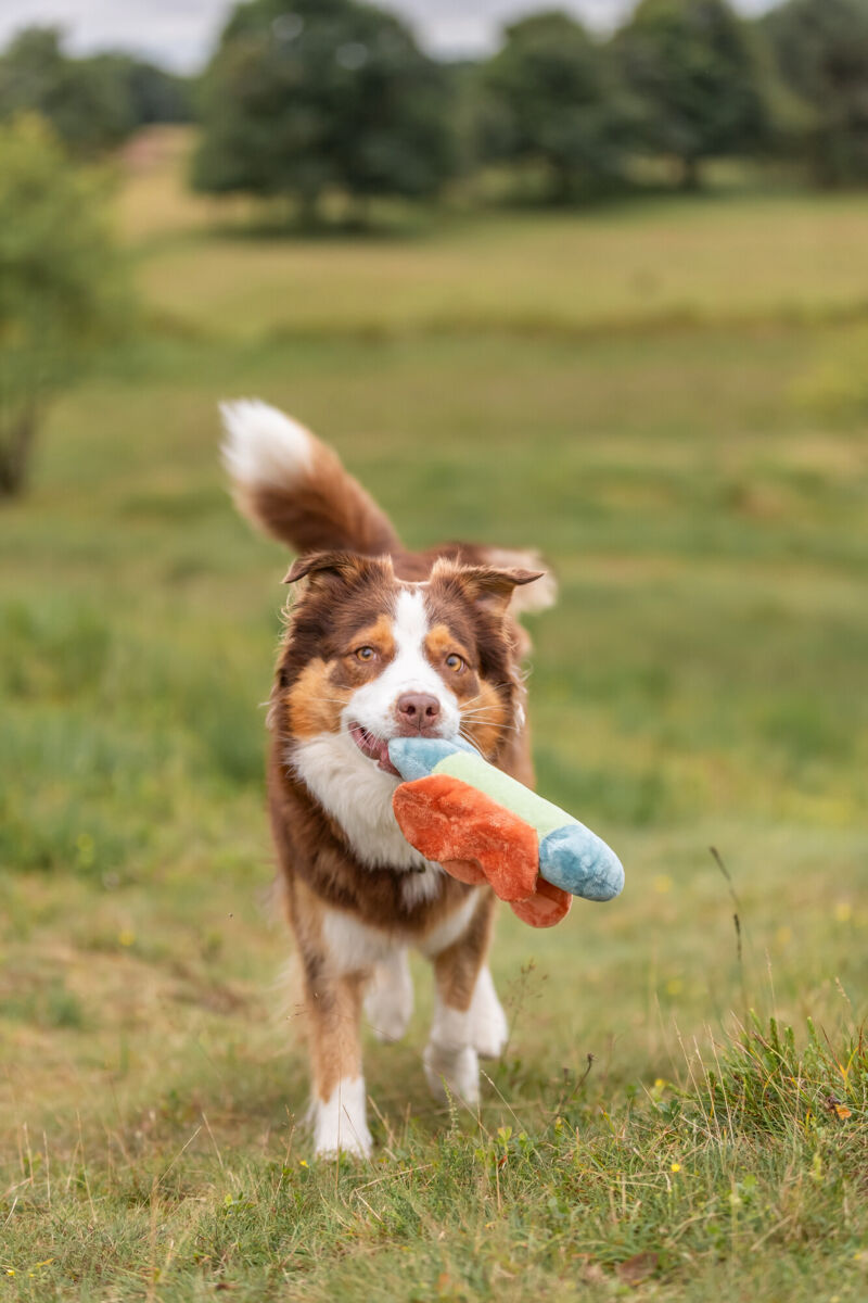 PHO_IMAGE_DOG_AustralianShepherd-Ivy-spielt-Spielzeug-15_#SALL_#AWK_#V1 Trixie butterfly – играчка за куче плюшена пеперуда